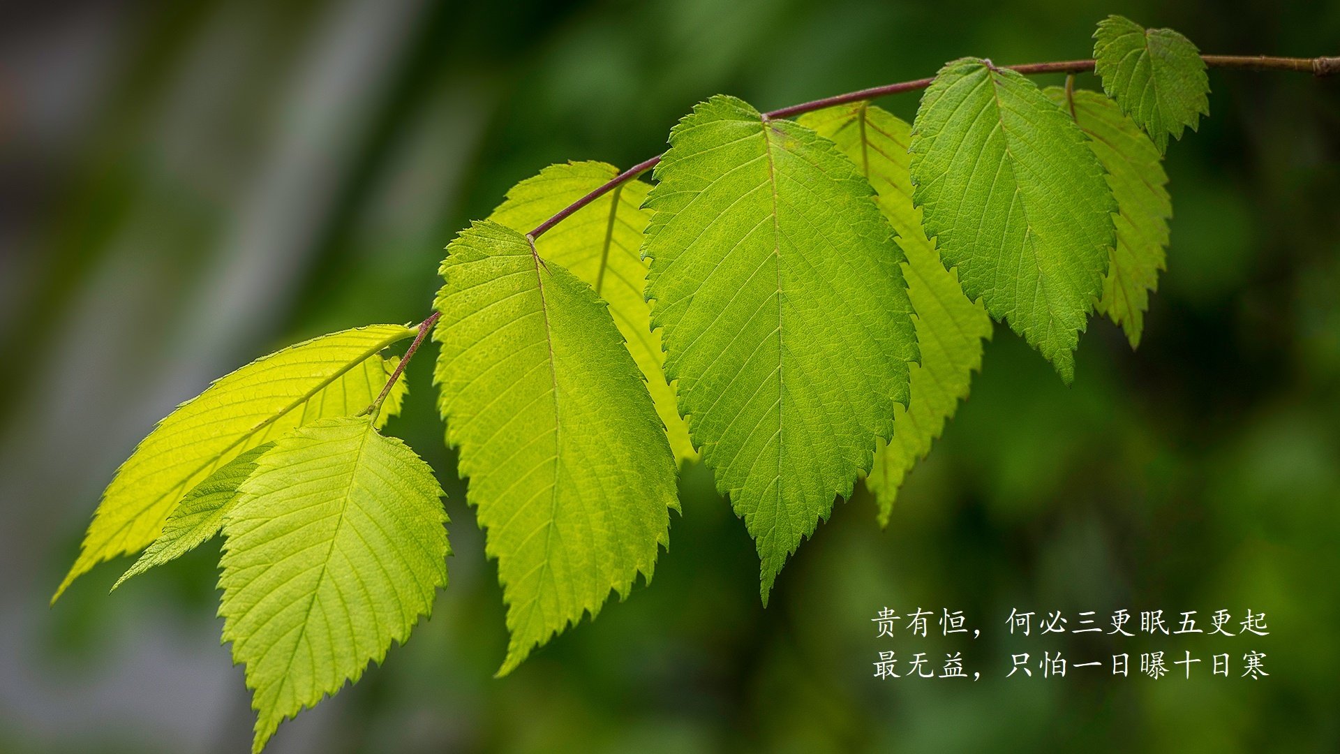 九游电脑版-女子运动员形象成为品牌新宠，女性运动员形象